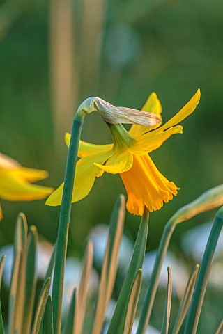 MORTON_HALL_GARDENS_WORCESTERSHIRE_YELLOW_FLOWERS_BLOOMS_OF_DAFFODILS_NARCISSUS_RIJNVELDS_EARLY_SENS