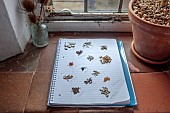 BROWN FLOWERS, OXFORDSHIRE: ANNA BROWN, SEEDS ON NOTEPAD BY WINDOWSILL