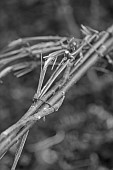 MORTON HALL GARDENS, WORCESTERSHIRE: BLACK AND WHITE, WINTER, CLEMATIS VITICELLA EMILIA PLATER TIED WITH TWINE TO WILLOW SUPPORT