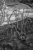 MORTON HALL GARDENS, WORCESTERSHIRE: BLACK AND WHITE, WINTER, CLEMATIS VITICELLA VENOSA VIOLACEA TIED TO SUPPORT OVER ROSA SUSAN WILLIAMS-ELLIS