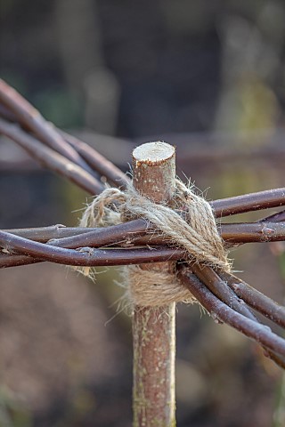 MORTON_HALL_GARDENS_WORCESTERSHIRE_WINTER_ROSE_SUPPORT_WILLOW_STICKS_TIED_WITH_TWINE