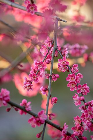 THE_PICTON_GARDEN_AND_OLD_COURT_NURSERIES_WORCESTERSHIRE_PINK_BLOSSOM_FLOWERS_OF_APRICOT_PRUNUS_MUME