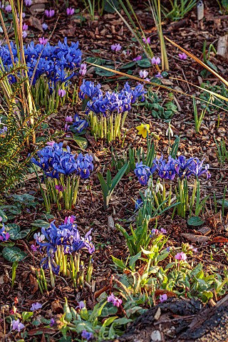 THE_PICTON_GARDEN_AND_OLD_COURT_NURSERIES_WORCESTERSHIRE_BLUE_FLOWERS_BLOOMS_OF_IRIS_RETICULATA_HARM