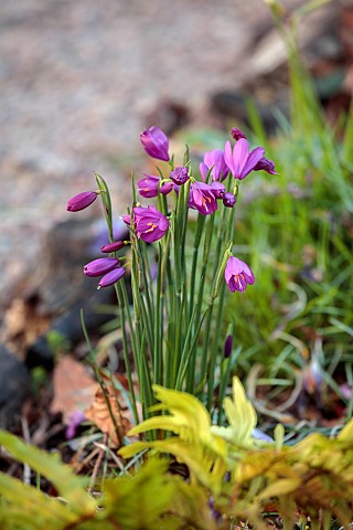 THE_PICTON_GARDEN_AND_OLD_COURT_NURSERIES_WORCESTERSHIRE_PURPLE_FLOWERS_OF_OLSYNIUM_DOUGLASII_SYN_SI