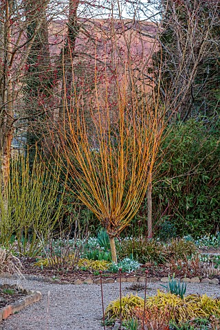 THE_PICTON_GARDEN_AND_OLD_COURT_NURSERIES_WORCESTERSHIRE_YELLOW_BARK_TRUNK_STEMS_OF_CORNUS_SERICEA_F