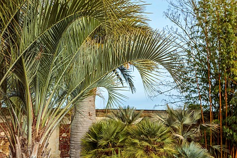 THE_PALM_CENTRE_LONDON_BUTIA_ODORATA_JELLY_PALM_OVERHANGING_OTHER_PALM_TREES_IN_THE_NURSERY