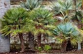 THE PALM CENTRE, LONDON: PALM TREES AGAINST THE WALL, INCLUDING TRUNK OF JUBAEA CHILENSIS, MARCH