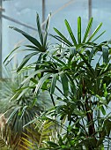 THE PALM CENTRE, LONDON: MARCH, GREEN, ARCHITECTURAL, FOLIAGE, LEAVES OF RHAPIS EXCELSA, BAMBOO PALM, EVERGREEN, SHRUBS