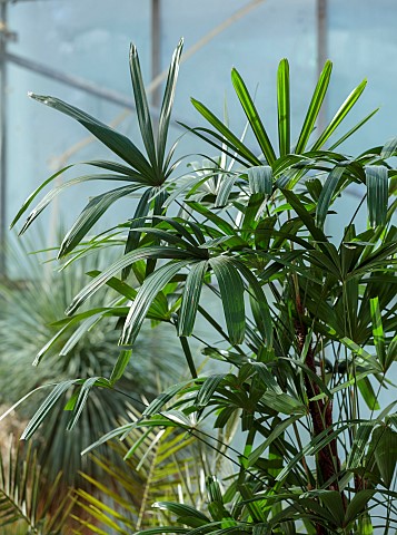 THE_PALM_CENTRE_LONDON_MARCH_GREEN_ARCHITECTURAL_FOLIAGE_LEAVES_OF_RHAPIS_EXCELSA_BAMBOO_PALM_EVERGR