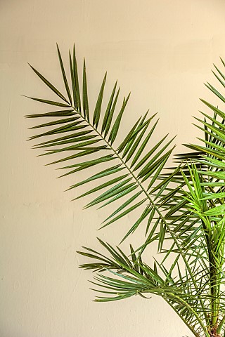 THE_PALM_CENTRE_LONDON_MARCH_GREEN_ARCHITECTURAL_FOLIAGE_CONTAINER_PALMS_PHOENIX_CANARIENSIS_CANARY_