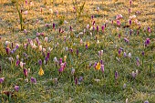 MORTON HALL GARDENS, WORCESTERSHIRE: SUNRISE, MARCH, THE MEADOW, PARK, FROST, FROSTY, CROCUS, GRASS, NATURALIZED, DRIFTS, NARCISSUS, DAFFODILS, BULBS