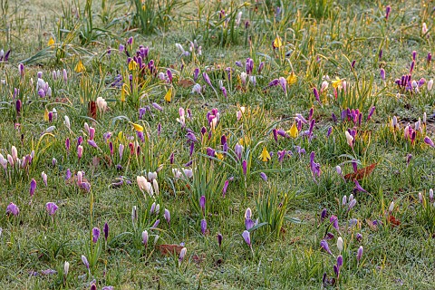 MORTON_HALL_GARDENS_WORCESTERSHIRE_SUNRISE_MARCH_THE_MEADOW_PARK_FROST_FROSTY_CROCUS_GRASS_NATURALIZ
