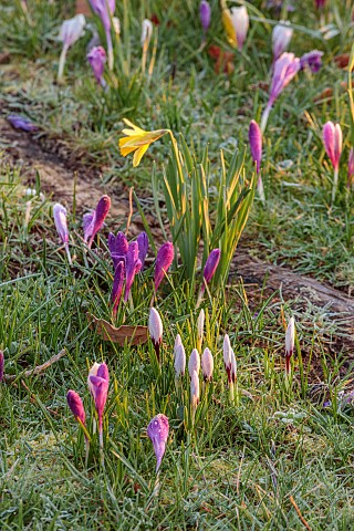 MORTON_HALL_GARDENS_WORCESTERSHIRE_SUNRISE_MARCH_THE_MEADOW_PARK_FROST_FROSTY_CROCUS_GRASS_NATURALIZ