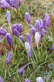 MORTON HALL GARDENS, WORCESTERSHIRE: SUNRISE, MARCH, THE MEADOW, PARK, FROST, FROSTY, CROCUS, GRASS, NATURALIZED, BULBS