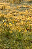 MORTON HALL GARDENS, WORCESTERSHIRE: SUNRISE, MARCH, THE MEADOW, PARK, FROST, FROSTY, DAFFODILS, NARCISSUS, GRASS, NATURALIZED, BULBS