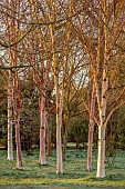 MORTON HALL GARDENS, WORCESTERSHIRE: SUNRISE, MARCH, THE MEADOW, PARK, FROST, FROSTY, BIRCHES, TREES, TRUNKS, BARK