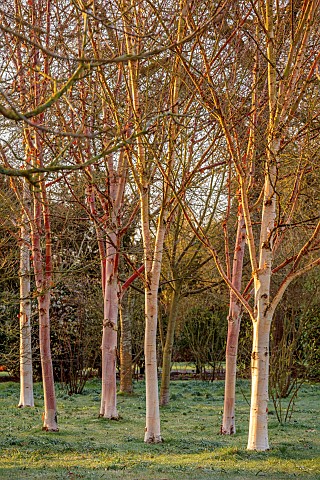 MORTON_HALL_GARDENS_WORCESTERSHIRE_SUNRISE_MARCH_THE_MEADOW_PARK_FROST_FROSTY_BIRCHES_TREES_TRUNKS_B