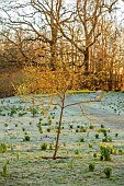 MORTON HALL GARDENS, WORCESTERSHIRE: SUNRISE, MARCH, THE MEADOW, PARK, FROST, FROSTY, YELLOW FLOWERS OF CORNUS MAS PIONEER