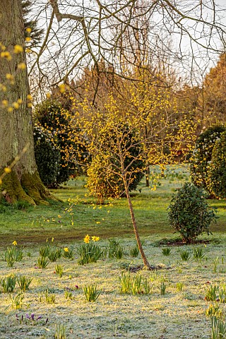 MORTON_HALL_GARDENS_WORCESTERSHIRE_SUNRISE_MARCH_THE_MEADOW_PARK_FROST_FROSTY_YELLOW_FLOWERS_OF_CORN