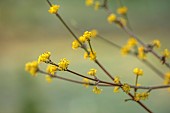 MORTON HALL GARDENS, WORCESTERSHIRE: SUNRISE, MARCH, THE MEADOW, PARK, FROST, FROSTY, YELLOW FLOWERS OF CORNUS MAS JOLICO
