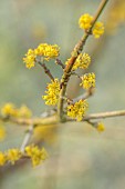 MORTON HALL GARDENS, WORCESTERSHIRE: SUNRISE, MARCH, THE MEADOW, PARK, FROST, FROSTY, YELLOW FLOWERS OF CORNUS MAS JOLICO