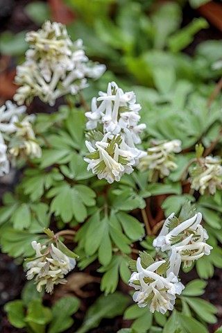 MORTON_HALL_GARDENS_WORCESTERSHIRE_WHITE_FLOWERS_OF_CORYDALIS_SOLIDAGO_WHITE_SWALLOW_MARCH_PERENNIAL