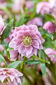 MORTON HALL GARDENS, WORCESTERSHIRE: PINK FLOWERS OF HELLEBORES, MARCH, PERENNIALS