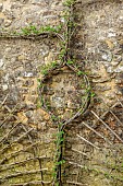 THE NEWT IN SOMERSET: WINTER, MARCH, WALLED GARDEN, ESPALIERED CURRANTS AGAINST OUTSIDE WALL OF THE WALLED GARDEN