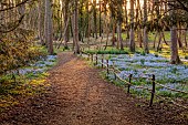 EVENLEY WOOD GARDEN, NORTHAMPTONSHIRE: WOODLAND, TREES, CARPETS, SHEETS, DRIFTS OF BLUE FLOWERS OF SCILLA BITHYNICA, BULBS, PERENNIALS, EVENING LIGHT, PATH, FENCES, FENCING
