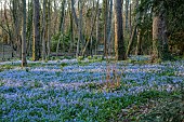 EVENLEY WOOD GARDEN, NORTHAMPTONSHIRE: WOODLAND, TREES, CARPETS, SHEETS, DRIFTS OF BLUE FLOWERS OF SCILLA BITHYNICA, BULBS, PERENNIALS, EVENING LIGHT
