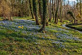 EVENLEY WOOD GARDEN, NORTHAMPTONSHIRE: WOODLAND, TREES, CARPETS, SHEETS, DRIFTS OF BLUE FLOWERS OF SCILLA BITHYNICA, BULBS, PERENNIALS, DAFFODILS, STREAM, SLOPES