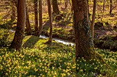 EVENLEY WOOD GARDEN, NORTHAMPTONSHIRE: WOODLAND, TREES, CARPETS, SHEETS, DRIFTS OF YELLOW FLOWERS OF DAFFODILS, NARCISSUS PSEUDONARCISSUS SUBSP PALLIDIFLORUS, WILDFLOWERS, MARCH