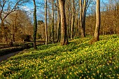 EVENLEY WOOD GARDEN, NORTHAMPTONSHIRE: WOODLAND, TREES, CARPETS, SHEETS, DRIFTS OF YELLOW FLOWERS OF DAFFODILS, NARCISSUS PSEUDONARCISSUS SUBSP PALLIDIFLORUS, WILDFLOWERS, MARCH