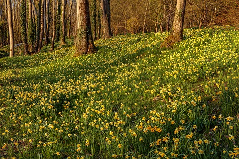 EVENLEY_WOOD_GARDEN_NORTHAMPTONSHIRE_WOODLAND_TREES_CARPETS_SHEETS_DRIFTS_OF_YELLOW_FLOWERS_OF_DAFFO