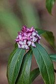 EVENLEY WOOD GARDEN, NORTHAMPTONSHIRE: PURPLE, PINK, CREAM FLOWERS OF DAPHNE BHOLUA MARY ROSE, FRAGRANT, SCENTED, MARCH FLOWERING, BLOOMING