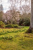 BORDE HILL GARDEN, SUSSEX: CARPETS OF DAFFODILS, NARCISSUS, PINK FLOWERS OF MAGNOLIA DAWSONIANA, SPRING, MARCH, LAWN, WOODLAND