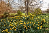 BORDE HILL GARDEN, SUSSEX: CARPETS, DRIFTS OF YELLOW FLOWERS, BLOOMS OF DAFFODILS, NARCISSUS, MARCH, LAWN, GRASS, SPRING