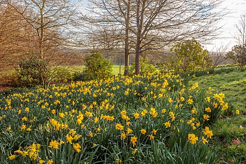 BORDE_HILL_GARDEN_SUSSEX_CARPETS_DRIFTS_OF_YELLOW_FLOWERS_BLOOMS_OF_DAFFODILS_NARCISSUS_MARCH_LAWN_G