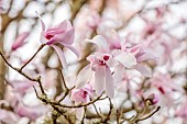 BORDE HILL GARDEN, SUSSEX: PINK, WHITE, CREAM FLOWERS OF MAGNOLIA DAWSONIANA, SPRING, MARCH, BLOOMS, TREES, DECIDUOUS