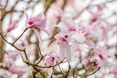 BORDE_HILL_GARDEN_SUSSEX_PINK_WHITE_CREAM_FLOWERS_OF_MAGNOLIA_DAWSONIANA_SPRING_MARCH_BLOOMS_TREES_D