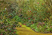 BORDE HILL GARDEN, SUSSEX: WOODLAND, PATH, RED, PINK, FLOWERS, BLOOMS OF CAMELLIAS, MARCH, SHRUBS