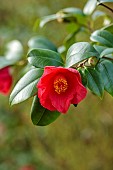 BORDE HILL GARDEN, SUSSEX: RED FLOWERS, BLOOMS OF CAMELLIA JAPONICA SYLVA, MARCH, SHRUBS