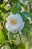 BORDE HILL GARDEN, SUSSEX: CREAM, WHITE, FLOWERS, BLOOMS OF CAMELLIA ONETIA HOLLAND, MARCH, SHRUBS