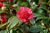 BORDE HILL GARDEN, SUSSEX: RED FLOWERS, BLOOMS OF CAMELLIA BROWNCREEKS SUNSET, SHRUBS, MARCH