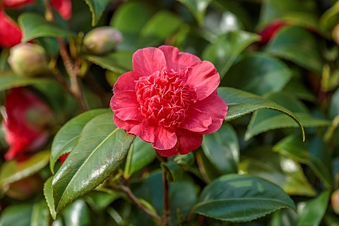 BORDE_HILL_GARDEN_SUSSEX_RED_FLOWERS_BLOOMS_OF_CAMELLIA_BROWNCREEKS_SUNSET_SHRUBS_MARCH