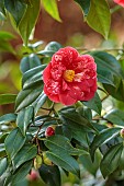 BORDE HILL GARDEN, SUSSEX: RED, PINK, CREAM FLOWERS, BLOOMS OF CAMELLIA JAPONICA DONCKELARII, MARCH, SHRUBS