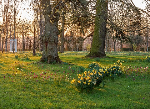 MORTON_HALL_GARDENS_WORCESTERSHIRE_SUNRISE_MEADOW_PARK_APRIL_DAFFODILS_SNAKES_HEAD_FRITILLARY_FRITIL