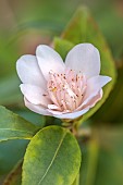 MORTON HALL GARDENS, WORCESTERSHIRE: PALE PINK FLOWERS, BLOOMS OF CAMELLIA HYBRID CHRISTMAS DAFFODIL, SHRUBS, APRIL