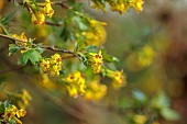 NORWELL NURSERIES, NOTTINGHAMSHIRE: YELLOW FLOWERS OF RIBES ODORATUM, BUFFALO CURRANT, SHRUBS, CLIMBERS, APRIL, SPRING, FLOWERING, BLOOMING, BLOOMS