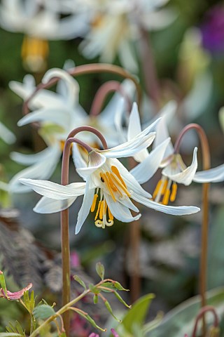 NORWELL_NURSERIES_NOTTINGHAMSHIRE_PALE_CREAM_WHITE_FLOWERS_OF_ERYTHRONIUM_DOGS_TOOTH_VIOLET_APRIL_SP